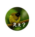 日本語を使って挨拶する（個別スタンプ：5）