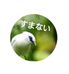 日本語を使って挨拶する（個別スタンプ：7）