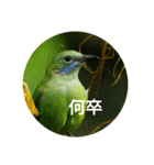 日本語を使って挨拶する（個別スタンプ：8）