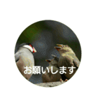 日本語を使って挨拶する（個別スタンプ：9）