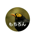 日本語を使って挨拶する（個別スタンプ：10）