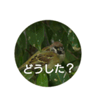 日本語を使って挨拶する（個別スタンプ：11）