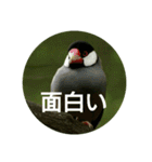 日本語を使って挨拶する（個別スタンプ：12）