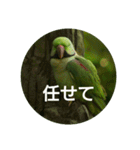 日本語を使って挨拶する（個別スタンプ：13）