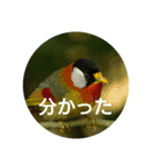 日本語を使って挨拶する（個別スタンプ：14）