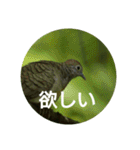 日本語を使って挨拶する（個別スタンプ：15）