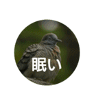 日本語を使って挨拶する（個別スタンプ：17）