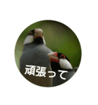 日本語を使って挨拶する（個別スタンプ：20）