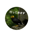 日本語を使って挨拶する（個別スタンプ：21）