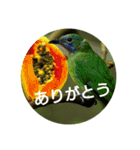 日本語を使って挨拶する（個別スタンプ：23）