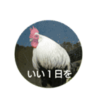 日本語を使って挨拶する（個別スタンプ：25）