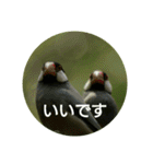 日本語を使って挨拶する（個別スタンプ：27）