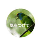 日本語を使って挨拶する（個別スタンプ：29）