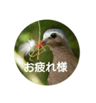 日本語を使って挨拶する（個別スタンプ：30）