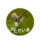 日本語を使って挨拶する（個別スタンプ：33）