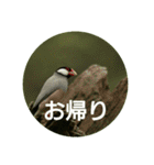 日本語を使って挨拶する（個別スタンプ：34）