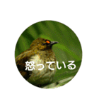 日本語を使って挨拶する（個別スタンプ：35）