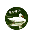 日本語を使って挨拶する（個別スタンプ：39）