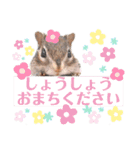 むぎぐらし いろいろむぎ（個別スタンプ：11）