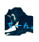 Great Dane sticker！2（個別スタンプ：1）