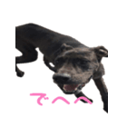 Great Dane sticker！2（個別スタンプ：2）