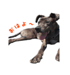 Great Dane sticker！2（個別スタンプ：3）