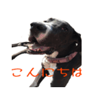Great Dane sticker！2（個別スタンプ：4）