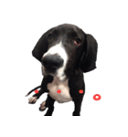 Great Dane sticker！2（個別スタンプ：5）