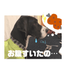 Great Dane sticker！2（個別スタンプ：7）
