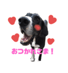 Great Dane sticker！2（個別スタンプ：8）
