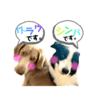 シンバの愉快な家族‼️ ②（個別スタンプ：3）