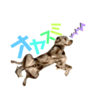 シンバの愉快な家族‼️ ②（個別スタンプ：4）