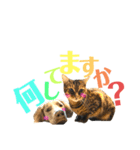 シンバの愉快な家族‼️ ②（個別スタンプ：5）