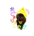 シンバの愉快な家族‼️ ②（個別スタンプ：6）