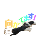 シンバの愉快な家族‼️ ②（個別スタンプ：7）