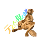 シンバの愉快な家族‼️ ②（個別スタンプ：21）