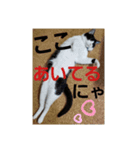 さりげなく伝える～ひらにゃん1ver（個別スタンプ：1）