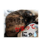 さりげなく伝える～ひらにゃん1ver（個別スタンプ：4）