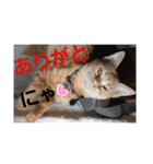 さりげなく伝える～ひらにゃん1ver（個別スタンプ：6）