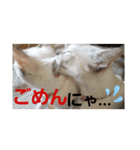 さりげなく伝える～ひらにゃん1ver（個別スタンプ：7）