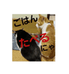 さりげなく伝える～ひらにゃん1ver（個別スタンプ：8）