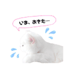 白猫ルルーシュのスタンプ（個別スタンプ：7）