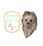 ツナ＆ぴよ（個別スタンプ：5）