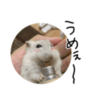 うちのハムスター諭吉（個別スタンプ：35）