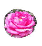 素敵な薔薇たち（個別スタンプ：6）