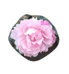 素敵な薔薇たち（個別スタンプ：7）
