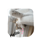 猫のちこちゃん  毎日使えるスタンプ（個別スタンプ：1）