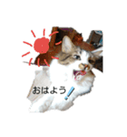 猫のちこちゃん  毎日使えるスタンプ（個別スタンプ：2）