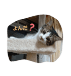 猫のちこちゃん  毎日使えるスタンプ（個別スタンプ：4）
