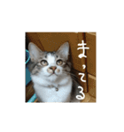 猫のちこちゃん  毎日使えるスタンプ（個別スタンプ：6）